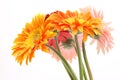 Bouquet gerbera daisies Royalty Free Stock Photo