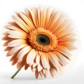 Bouquet of Gerbera daisy daisies flower plant with leaves isolated on white background. 3D rendering Royalty Free Stock Photo