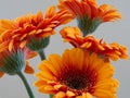 Bouquet gerbera daisy orange