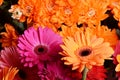 Bouquet gerbera flower