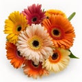 Bouquet of gerbera flowers, daisies of orange, yellow, red colors isolated on black close-up. Lovely floral background, Royalty Free Stock Photo