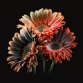 Bouquet of gerbera flowers, daisies of an unusual color isolated on black close-up. Lovely floral background