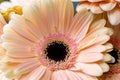 Bouquet gerbera flowers and space for your text. close up Royalty Free Stock Photo