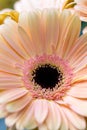 Bouquet gerbera flowers and space for your text. close up Royalty Free Stock Photo