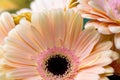 Bouquet gerbera flowers and space for your text. close up Royalty Free Stock Photo