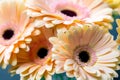 Bouquet gerbera flowers and space for your text. close up Royalty Free Stock Photo