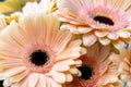 Bouquet gerbera flowers and space for your text. close up Royalty Free Stock Photo