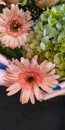 Bouquet gerbera pink flower fresh tropical nature florist floristry herbras