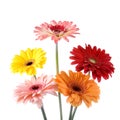 Bouquet gerberas