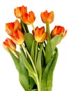 Bouquet of ginger tulips isolated Royalty Free Stock Photo