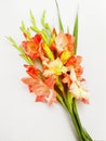 Bouquet of gladioli on a white background