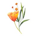 Bouquet with gold poppy flower Eschscholzia, California sunlight, cup of gold. Hand drawn watercolor illustration