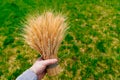 bouquet of golden wheat ears on green grass in hand. Royalty Free Stock Photo