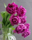bouquet of gray red lilac tulips in glass vase on dark background. flower bouquet in vase on table Royalty Free Stock Photo