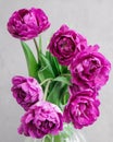 bouquet of gray red lilac tulips in glass vase on dark background. flower bouquet in vase on table Royalty Free Stock Photo