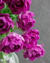 bouquet of gray red lilac tulips in glass vase on dark background. flower bouquet in vase on table Royalty Free Stock Photo