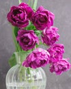 bouquet of gray red lilac tulips in glass vase on dark background. flower bouquet in vase on table Royalty Free Stock Photo