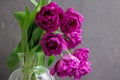 bouquet of gray red lilac tulips in glass vase on dark background. flower bouquet in vase on table Royalty Free Stock Photo