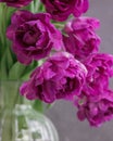 bouquet of gray red lilac tulips in glass vase on dark background. flower bouquet in vase on table Royalty Free Stock Photo