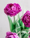 bouquet of gray red lilac tulips in glass vase on dark background. flower bouquet in vase on table Royalty Free Stock Photo