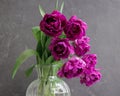 bouquet of gray red lilac tulips in glass vase on dark background. flower bouquet in vase on table Royalty Free Stock Photo