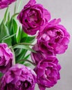 bouquet of gray red lilac tulips in glass vase on dark background. flower bouquet in vase on table Royalty Free Stock Photo