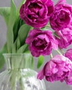 bouquet of gray red lilac tulips in glass vase on dark background. flower bouquet in vase on table Royalty Free Stock Photo