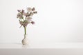 Bouquet of great masterwort flowers in a white vase in a white interior