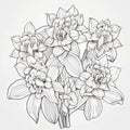 Romantic Daffodil Coloring Page For Adults