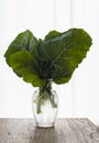 Bouquet with green leaves of cabbage Royalty Free Stock Photo