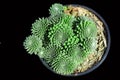 Bouquet of green saktus in a pot on a black background. Top view, echeveria