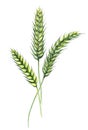 Bouquet of green wheats. Royalty Free Stock Photo