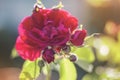 Bouquet of growing garden red roses in the sunlight Royalty Free Stock Photo