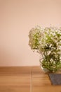 Bouquet of gypsophila in a glass aquarium (gypsophila paniculata) Bouquet of flowers in a glass vase. Royalty Free Stock Photo