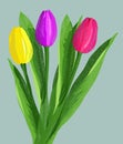 Bouquet of hand drawn red, purple and yellow tulips with green laeves isolated on blue background. Vector illustration Royalty Free Stock Photo