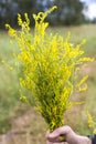 Bouquet in the hands of wild grass , sweet clover medicinal in nature