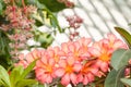 Bouquet of Hawaiian tropical pink flowers plumeria