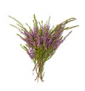 Bouquet of heather Royalty Free Stock Photo