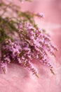 Bouquet of heather flowers Royalty Free Stock Photo