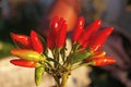 Bouquet of hot red peppers freshly picked from the garden. A bunch of small spicy chilli peppers of various shades of Royalty Free Stock Photo