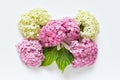 Bouquet of hydrangea flowers pink and white on white background Royalty Free Stock Photo