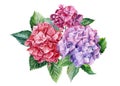 Bouquet of hydrangea flowers on a white isolated background, watercolor drawings. Royalty Free Stock Photo