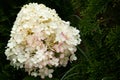 Bouquet hydrangea growing in the garden