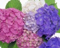 Bouquet of hydrangea, pink, lilac, purple flowers Royalty Free Stock Photo