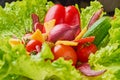 Bouquet with ingredients for healthy nutririon or diet. Lettuce with eggs and fresh vegetables closeup