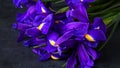 Bouquet of iris flower on dark background. concept of spring and womens day, Mothers day, 8 March, Birthday. Put iris