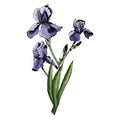 Bouquet with iris flowers with leaves. Hand drawn and colored sketch. Royalty Free Stock Photo