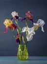 Bouquet of iris in a vase Royalty Free Stock Photo