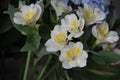 Bouquet of irises, close-up. white iris flowers with a yellow pestle, on a dark background Royalty Free Stock Photo