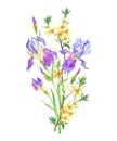 Bouquet with irises and forsythia, watercolor painting